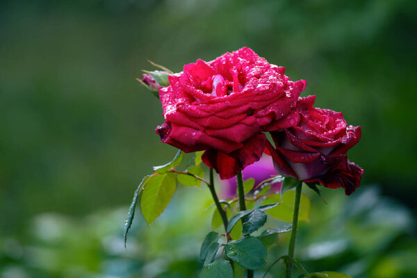 Beautiful branch of a red bush rose with a drop on a background of green bushes after the rain in the garden
