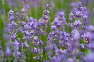 lavanta çiçekleri yaz alanında