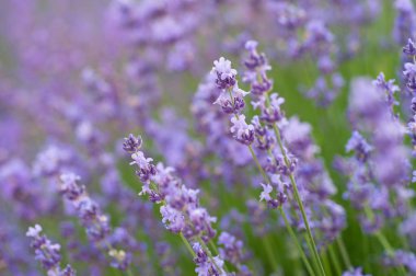 Bayındır ile menekşe bahçeleri lavanta çiçekleri