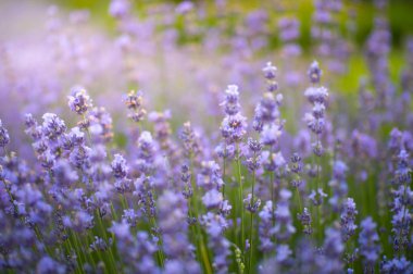 Güzel renk mor lavanta alanlar