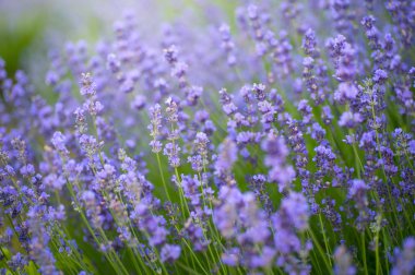 Bir tarlada çiçek açan lavantaya yakın.