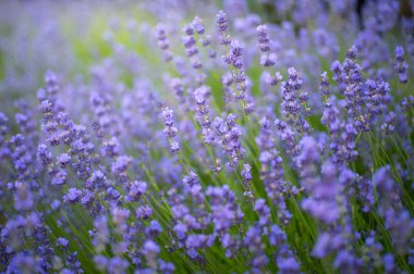 Bir bahçede mor lavanta çiçekleri