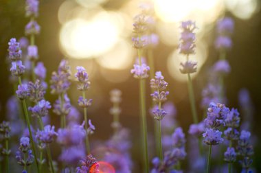 Bahçede güneş ışığı ile güzel mor lavanta.