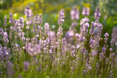 Lavanta çiçeği Çiçek Bahçesi, lavanta çiçeği seçmeli ve yumuşak odak