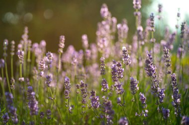 Lavanta alan yaz günbatımı manzara güzel görüntüsü. Yaz aylarında lavanta alan