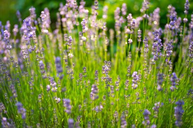 Güneş ışığı alanında lavanta lavanta çiçeği kapat