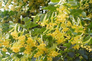 Ihlamur ahşap ağaç, çiçek çiçekler kullanılan çay, doğal arka plan şifa için hazırlık