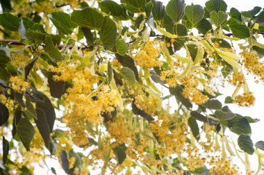 Yeşil makro ayrıntı ıhlamur ağacı çiçek çiçeklenme