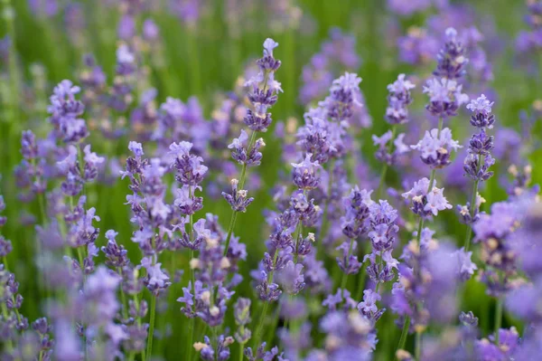 Lavender Λουλούδια Ανθισμένα Στο Πράσινο Πεδίο Ομορφιά Φύση Της Έννοιας — Φωτογραφία Αρχείου