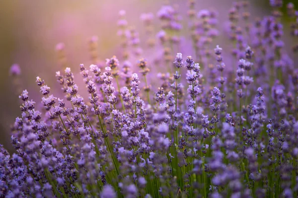 Provence Natur Bakgrund Lavendelfält Solljus Med Kopia Utrymme Makro Blommande — Stockfoto