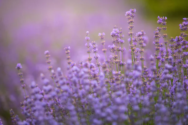 阳光下的薰衣草场与复制空间 盛开的紫罗兰色薰衣草花的宏 夏季概念 选择性聚焦 — 图库照片
