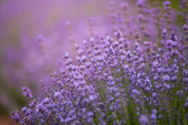 Levandulové Keře Při Západu Slunce Západ Slunce Září Nad Purpurovými — Stock fotografie