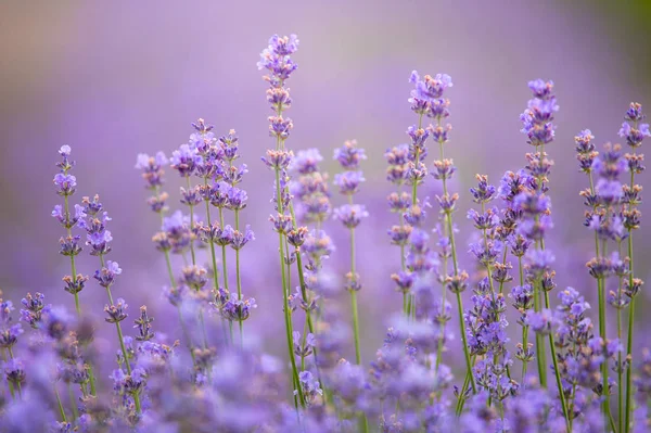 Blühender Lavendel Auf Einem Feld Bei Sonnenuntergang — Stockfoto