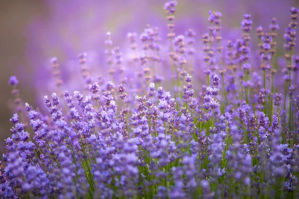 Lila Levandule Aromatické Květiny Pěstování Levandule Rostliny Používané Jako Zdravotní — Stock fotografie
