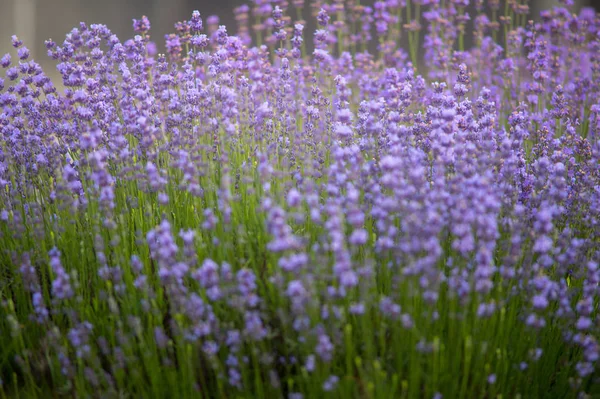 Lavendelpflanze Lateinisch Lavandula Angustifolia Aus Nächster Nähe — Stockfoto