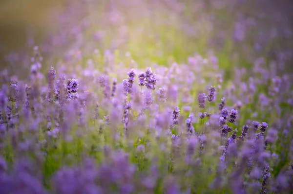 Hermosa Violeta Salvaje Lavanda Prado Telón Fondo Cerca Campo Francés — Foto de Stock