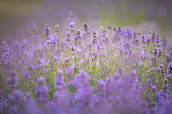 Schöner Weich Blühender Lavendel Weiches Licht Sehr Geringe Schärfentiefe — Stockfoto