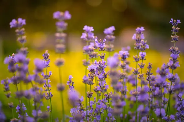 Schönen Lavendelfeld Sonnigen Tag Garten Violett Blumiger Hintergrund Weiches Licht — Stockfoto