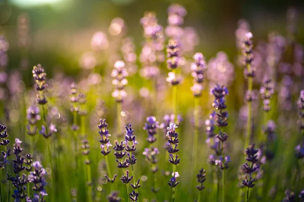 美丽柔和的薰衣草花卉领域特写照片 抽象紫色花卉背景 芳香植物 夏季自然之美 — 图库照片