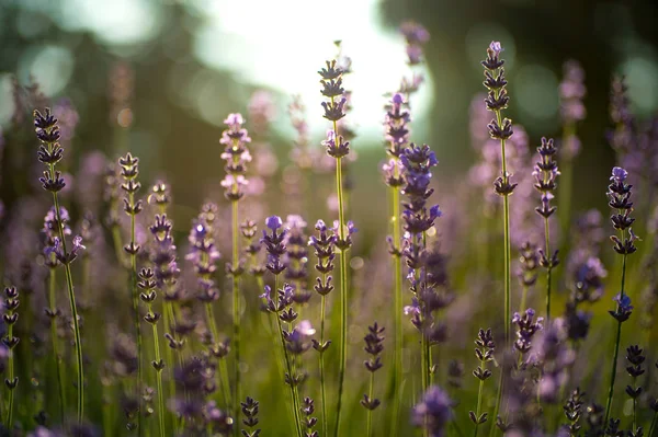 Der Hintergrund Mit Violettem Lavendel Und Sommertag — Stockfoto