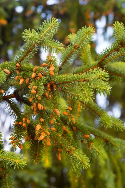 Detaljer För Gren Med Små Unga Kottar Gamla Spruce Trädet — Stockfoto