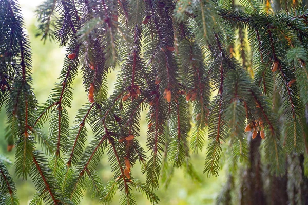Young Brown Cones Growing Branch Spruce Live Nature — Stock Photo, Image