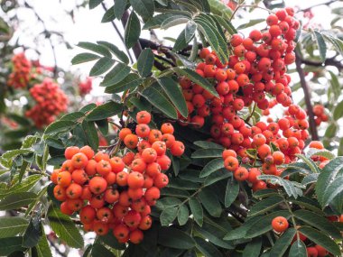 Sonbahar rowan ağacı ile kırmızı meyveler ve renkli bırakır. Rowan dalları güzel kırmızı meyveler ile kaplı.