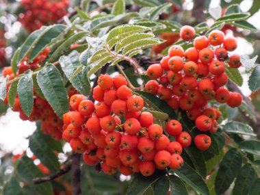 Rowan ağacı kırmızı olgunlaşmış üvez berry ile