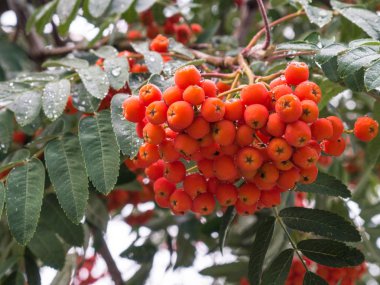 Güzel bush hafif bir arka plan üzerinde yeşil yaprakları ile kırmızı rowan