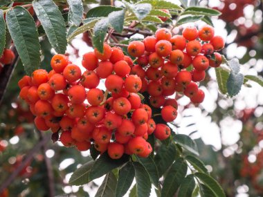 Kırmızı üvez meyveleri Ağustos bir yeşil ağaç üzerinde.