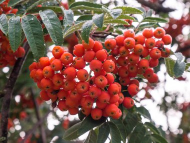 Rowan Ağacı close-up parlak üvez meyveleri bir ağaç üzerinde