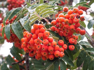 Rowan Ağacı close-up parlak üvez meyveleri bir ağaç üzerinde