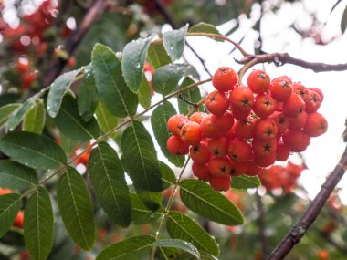 Rowan ağacı, parlak rowan Çilek ağacı üzerinde yakın çekim