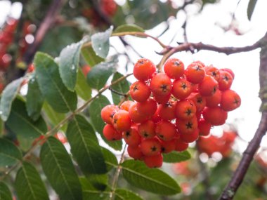 Üvez meyveleri yeşil zemin üzerine rowan ağacı üzerinde