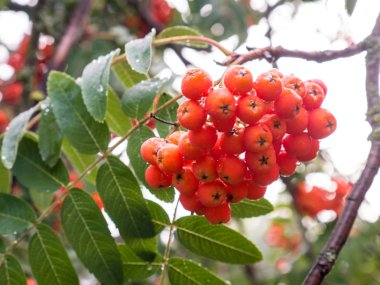 Üvez ağacı yaz aylarında üzerinde