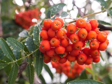 Kırmızı olgunlaşmış üvez berry ağaç dalı yakın fotoğrafı.