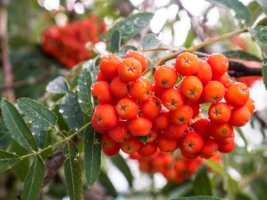 Üvez meyveleri rowan ağacı çiy ile üzerinde damla bahçede