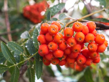 Üvez meyveleri rowan ağacı çiy ile üzerinde damla bahçede