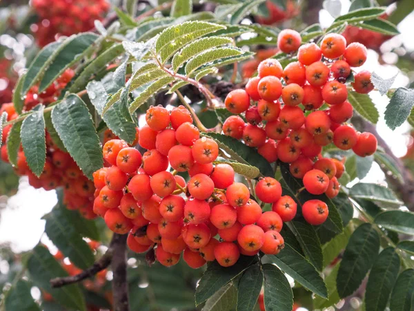 Rowan Ağacı close-up parlak üvez meyveleri bir ağaç üzerinde