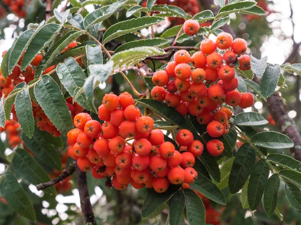 Rowan meyveleri Rowan ağacında