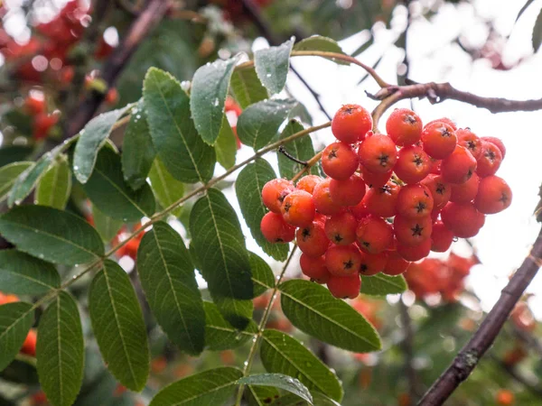 Rowan ağacı, parlak rowan Çilek ağacı üzerinde yakın çekim