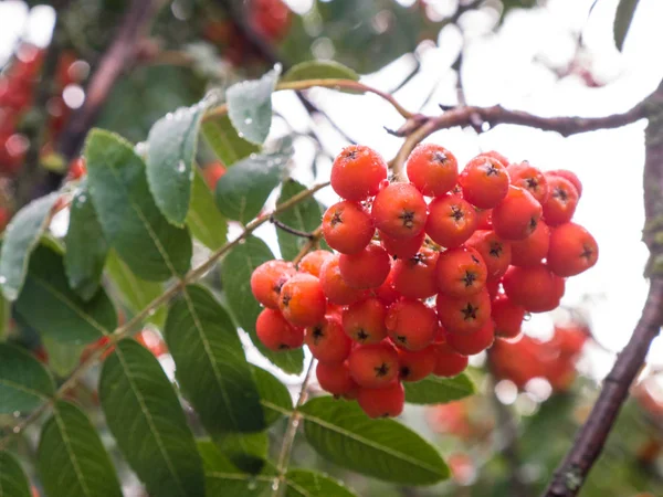 Üvez meyveleri yeşil zemin üzerine rowan ağacı üzerinde