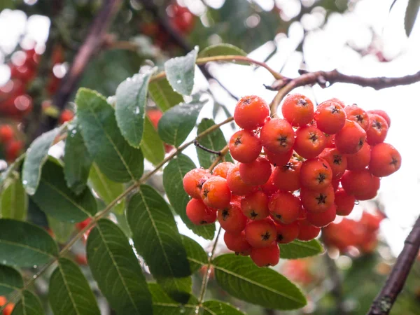 Yaz aylarında çok güzel kırmızı rowan