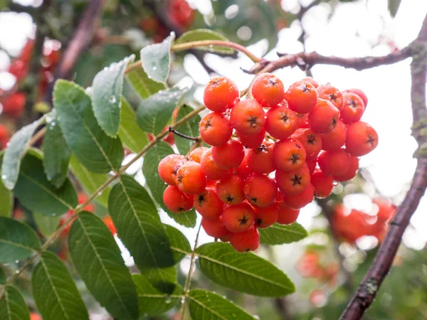 Üvez ağacı yaz aylarında üzerinde