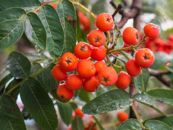 Rowan Ağacı yakın çekim. Sulu kırmızı Rowan meyveler arasında yeşil yaprakları.
