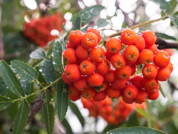 Kırmızı olgunlaşmış üvez berry ağaç dalı yakın fotoğrafı.