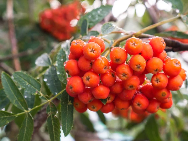 Üvez meyveleri rowan ağacı çiy ile üzerinde damla bahçede