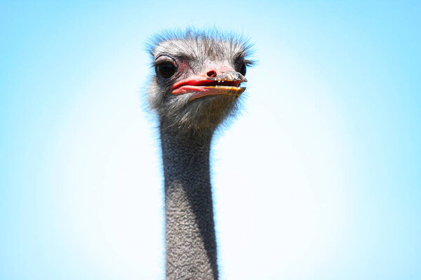 Portrait of an adult ostrich bird. Close-up head on the blue sky background