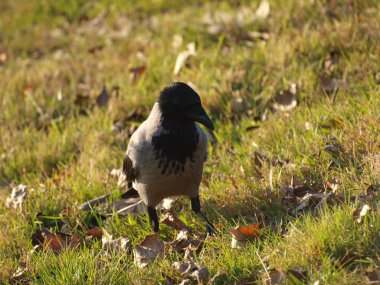 Yeşil çimlerde siyah karga