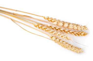 spikelet üzerinde beyaz izole buğday. Portre fotoğraf